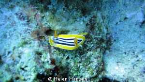 yellow by Helen Hansen 